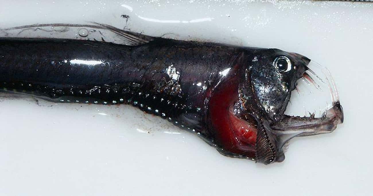 The Pacific Viperfish Has Teeth So Big That It Can't Close Its Mouth