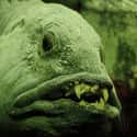 The Wolffish Needs an Orthodontist on Random Pretty Cool And Kind Of Scary Facts About Ocean Creatures