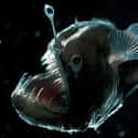 Anglerfish Have a Built-in Lure on Their Heads on Random Pretty Cool And Kind Of Scary Facts About Ocean Creatures