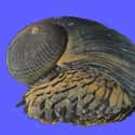 The Armored Snail Is Built Like a Tank on Random Pretty Cool And Kind Of Scary Facts About Ocean Creatures