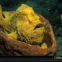 The Frogfish Is a Master of Camouflage on Random Pretty Cool And Kind Of Scary Facts About Ocean Creatures