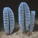 Sea Pens Are Filled with Tentacled Polyps, Not Ink on Random Pretty Cool And Kind Of Scary Facts About Ocean Creatures