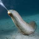 Sea Cucumbers Have an Unbelievable Defense Mechanism on Random Pretty Cool And Kind Of Scary Facts About Ocean Creatures