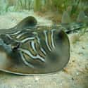 The Eastern Fiddler Ray Earned the Nickname Banjo Shark on Random Pretty Cool And Kind Of Scary Facts About Ocean Creatures