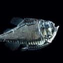 The Giant Hatchetfish Won't Be Caught Off Guard from Below on Random Pretty Cool And Kind Of Scary Facts About Ocean Creatures
