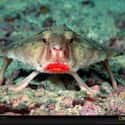 The Red-Lipped Batfish Wants to Give Prey a Smooch on Random Pretty Cool And Kind Of Scary Facts About Ocean Creatures