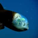 The Freaky Barreleye Has a Transparent Head on Random Pretty Cool And Kind Of Scary Facts About Ocean Creatures