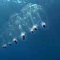 Transparent Salps Remove Carbon from the Ocean Surface on Random Pretty Cool And Kind Of Scary Facts About Ocean Creatures