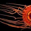 The Atolla Jellyfish Might As Well Be an Alien on Random Pretty Cool And Kind Of Scary Facts About Ocean Creatures