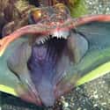 The Sarcastic Fringehead Looks Like the Predator Movie on Random Pretty Cool And Kind Of Scary Facts About Ocean Creatures