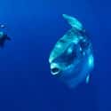 The Mola Mola Is the Biggest Bony Fish on Earth on Random Pretty Cool And Kind Of Scary Facts About Ocean Creatures