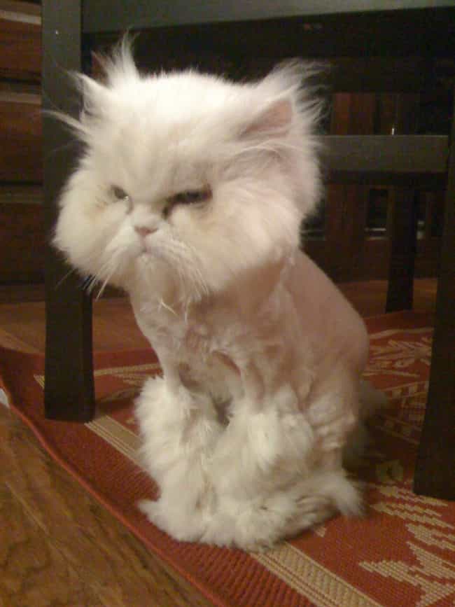 The Cutest Half-Shaved Cats on the Internet