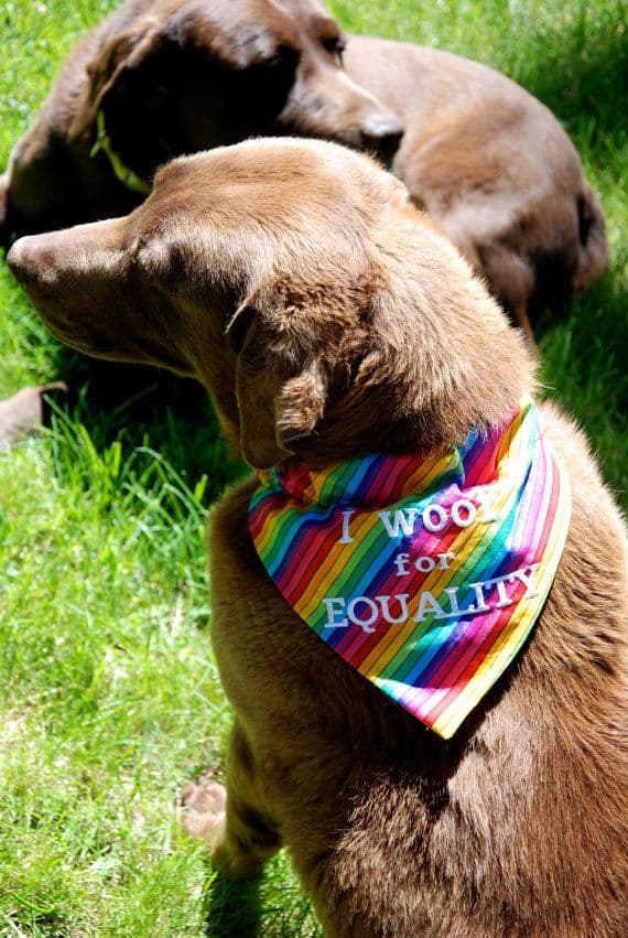 Dogs in Gay Pride Apparel LGBT Dog List