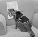 This WWII Vet Shows Off Her Awards, 1959 on Random Adorable Pictures of Cats Throughout History