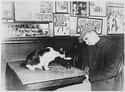This Bar Kitty Moves In While A Patron Snoozes, 1947 on Random Adorable Pictures of Cats Throughout History