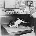 This Bar Kitty Moves In While A Patron Snoozes, 1947 on Random Adorable Pictures of Cats Throughout History