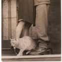 A Kitty's Farewell Leg Rub To A Departing Soldier, C. 1940 on Random Adorable Pictures of Cats Throughout History