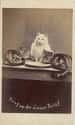 Dad Kitty Works Hard To Bring Home The Bacon, 1870s on Random Adorable Pictures of Cats Throughout History