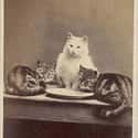 Dad Kitty Works Hard To Bring Home The Bacon, 1870s on Random Adorable Pictures of Cats Throughout History