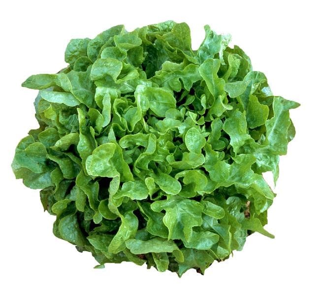 Best Lettuce to Eat List of Types of Lettuces (Page 5)