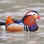 What Did The Duck Say When He ... is listed (or ranked) 11 on the list The Best Duck Jokes