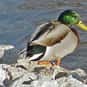 Why Are Ducks Bad Drivers? is listed (or ranked) 15 on the list The Best Duck Jokes