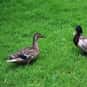 How Do Ducks Talk? is listed (or ranked) 12 on the list The Best Duck Jokes