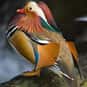 Did You Hear About The Duck Wh... is listed (or ranked) 14 on the list The Best Duck Jokes