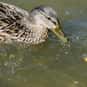 What Do Ducks Get After They E... is listed (or ranked) 18 on the list The Best Duck Jokes
