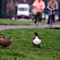 Why Was The Teacher Annoyed Wi... is listed (or ranked) 16 on the list The Best Duck Jokes