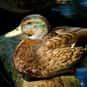 What Do Ducks Have With Soup? is listed (or ranked) 13 on the list The Best Duck Jokes