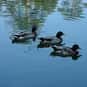 What Do Ducks Watch On TV? is listed (or ranked) 17 on the list The Best Duck Jokes