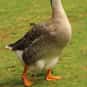 What Do You Call Two Ducks And... is listed (or ranked) 9 on the list The Best Duck Jokes