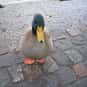 What Do You Call A Clever Duck... is listed (or ranked) 6 on the list The Best Duck Jokes