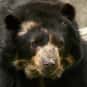 What Do You Call A Bear Withou... is listed (or ranked) 5 on the list The Best Bear Jokes