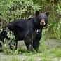 Why Shouldn't You Take A Bear ... is listed (or ranked) 8 on the list The Best Bear Jokes