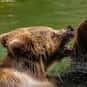 What Do You Call A Bear With N... is listed (or ranked) 1 on the list The Best Bear Jokes