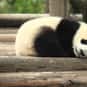 Why Do Pandas Like Old Movies? is listed (or ranked) 2 on the list The Best Bear Jokes