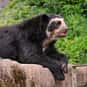 Why Did The Bear Cross The Roa... is listed (or ranked) 7 on the list The Best Bear Jokes