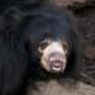 Why Did The Bear Get So Scared... is listed (or ranked) 9 on the list The Best Bear Jokes