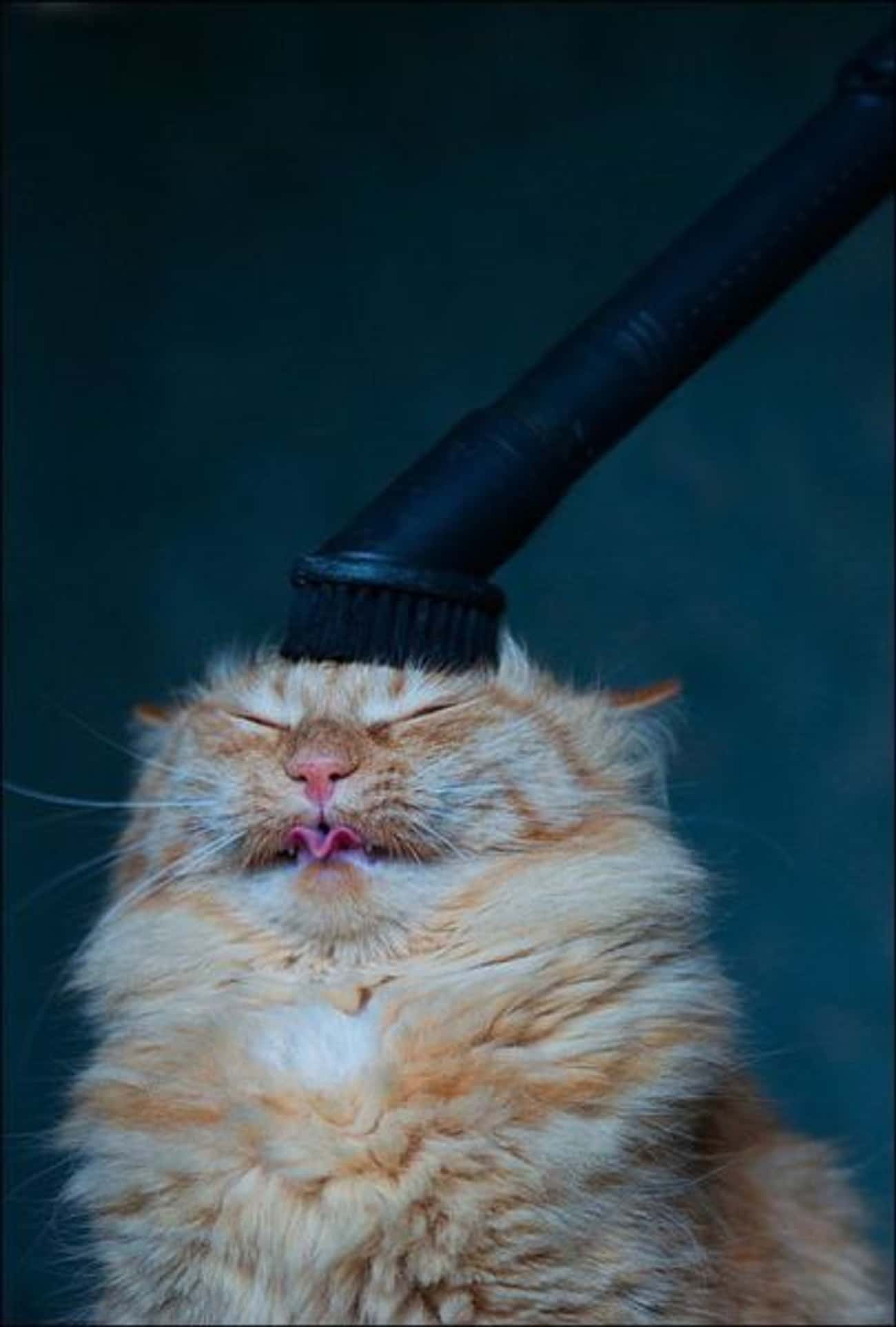 This Cat Refuses To Even With This Vacuum!