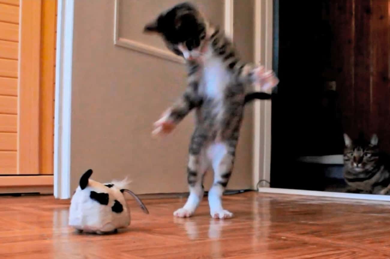 This Kitten Can't Even With This Mysterious Mechanical Mouse!