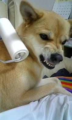 Animals Fighting Objects | Mad Pets