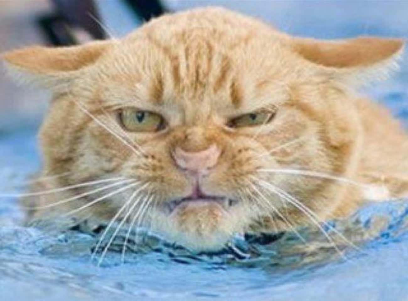 This Cat Can't Even Begin To Handle This Swimming Pool's Evil Right Now!
