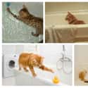 Bathtubs Are More Popular Than You Might Think on Random Things Cats Prefer Over Your Fancy Gifts