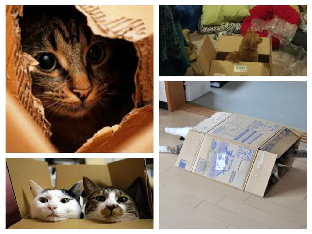 Image of Random Things Cats Prefer Over Your Fancy Gifts