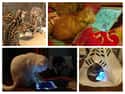 Why Kitty May Love Your iPad on Random Things Cats Prefer Over Your Fancy Gifts