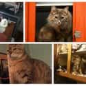 Cabinets = Kitty Clubhouses on Random Things Cats Prefer Over Your Fancy Gifts