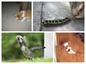The Incomperable Adventure of Insects on Random Things Cats Prefer Over Your Fancy Gifts