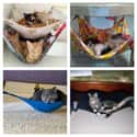 Turn a Hankerchief Into a DIY Kitty Hammock on Random Things Cats Prefer Over Your Fancy Gifts